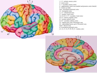 1, 2, 3 = primary sensory cortex
4 = motor cortex
5, 7 = secondary sensory cortex
6 = supplementary motor area (medial) and premotor cortex (lateral)
8 = frontal eye fields
9/46 = dorsolateral prefrontal cortex
10 = frontopolar cortex
11, 12 = orbitofrontal areas
17 = primary visual cortex
18, 19, 20, 21, 37 = secondary visual cortex
24, 32 = anterior cingulate cortex
41 = primary auditory cortex
22, 42 = secondary auditory cortex
39 = angular gyrus, part of Wernicke's area
40 = supramarginal gyrus, part of Wernicke's area
44/45 = Broca's Area
47 Ventrolateral prefrontal cortex
(13, 14, 15, 16, 27, 49, 50, 51 - monkey only)
 