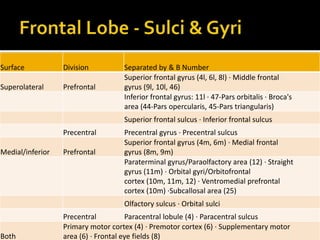 Surface Division Separated by & B Number
Superolateral Prefrontal
Superior frontal gyrus (4l, 6l, 8l) · Middle frontal
gyrus (9l, 10l, 46)
Inferior frontal gyrus: 11l · 47-Pars orbitalis · Broca's
area (44-Pars opercularis, 45-Pars triangularis)
Superior frontal sulcus · Inferior frontal sulcus
Precentral Precentral gyrus · Precentral sulcus
Medial/inferior Prefrontal
Superior frontal gyrus (4m, 6m) · Medial frontal
gyrus (8m, 9m)
Paraterminal gyrus/Paraolfactory area (12) · Straight
gyrus (11m) · Orbital gyri/Orbitofrontal
cortex (10m, 11m, 12) · Ventromedial prefrontal
cortex (10m) ·Subcallosal area (25)
Olfactory sulcus · Orbital sulci
Precentral Paracentral lobule (4) · Paracentral sulcus
Both
Primary motor cortex (4) · Premotor cortex (6) · Supplementary motor
area (6) · Frontal eye fields (8)
 