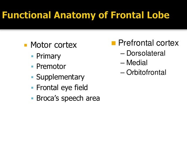 Functional Anatomy Of Frontal Lobe