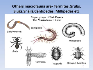 Soil Organisms, functions and their role in Soil fertility | PPTX