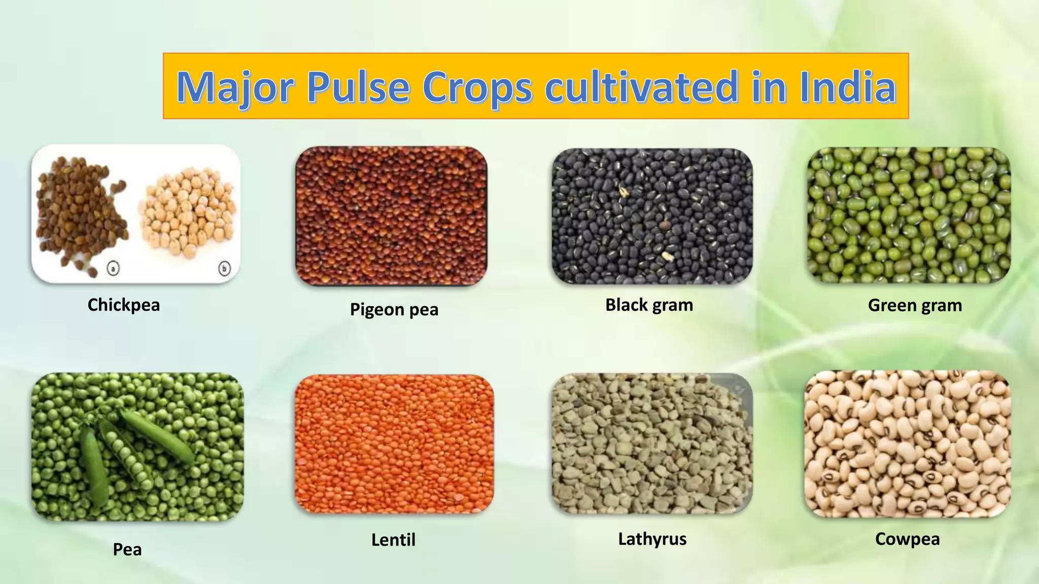 Chickpea Pigeon pea Black gram Green gram
Pea Lentil Lathyrus Cowpea
 