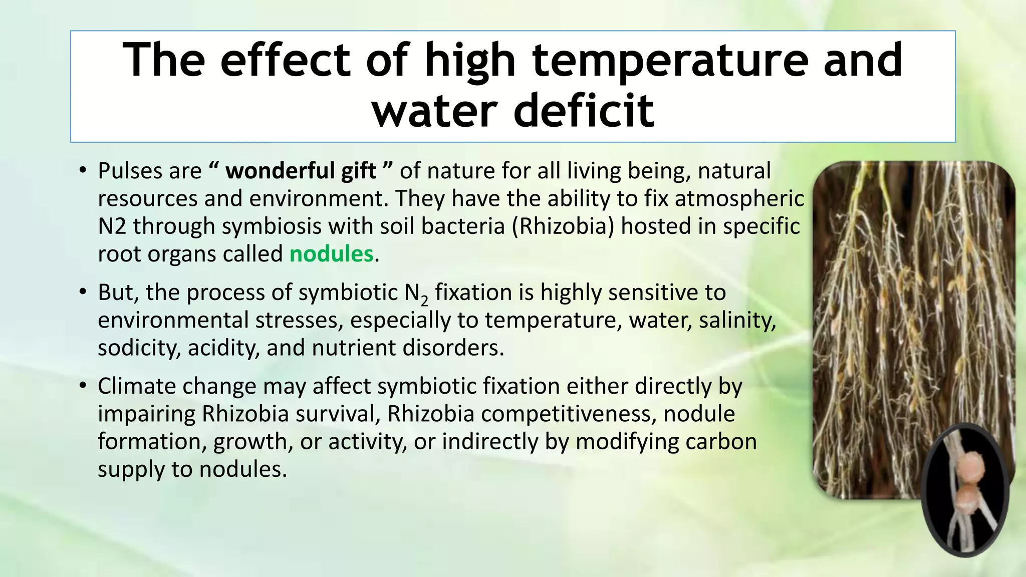 The effect of high temperature and
water deficit
• Pulses are “ wonderful gift ” of nature for all living being, natural
resources and environment. They have the ability to fix atmospheric
N2 through symbiosis with soil bacteria (Rhizobia) hosted in specific
root organs called nodules.
• But, the process of symbiotic N2 fixation is highly sensitive to
environmental stresses, especially to temperature, water, salinity,
sodicity, acidity, and nutrient disorders.
• Climate change may affect symbiotic fixation either directly by
impairing Rhizobia survival, Rhizobia competitiveness, nodule
formation, growth, or activity, or indirectly by modifying carbon
supply to nodules.
 
