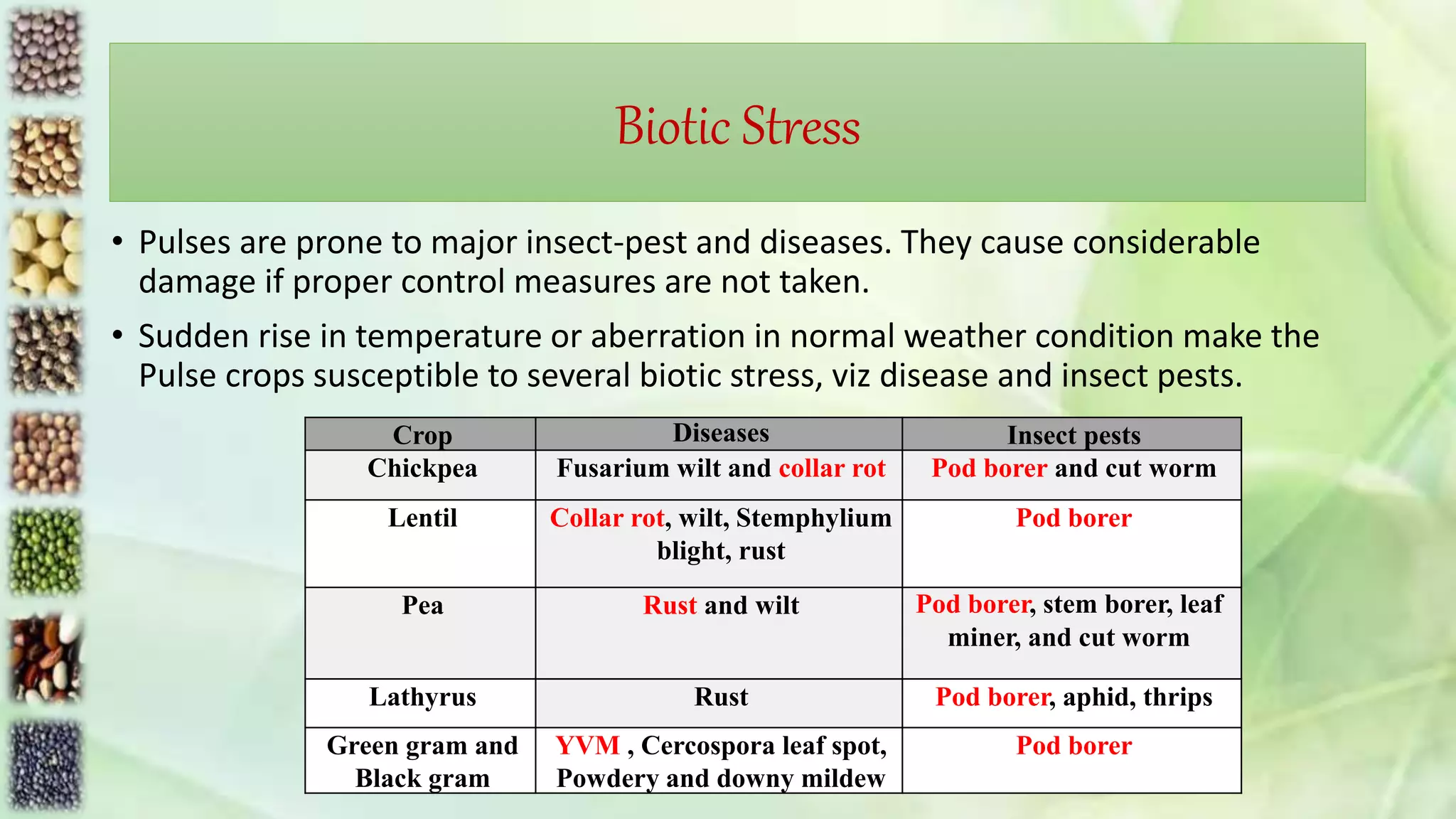 Biotic Stress
• Pulses are prone to major insect-pest and diseases. They cause considerable
damage if proper control measures are not taken.
• Sudden rise in temperature or aberration in normal weather condition make the
Pulse crops susceptible to several biotic stress, viz disease and insect pests.
Crop Diseases Insect pests
Chickpea Fusarium wilt and collar rot Pod borer and cut worm
Lentil Collar rot, wilt, Stemphylium
blight, rust
Pod borer
Pea Rust and wilt Pod borer, stem borer, leaf
miner, and cut worm
Lathyrus Rust Pod borer, aphid, thrips
Green gram and
Black gram
YVM , Cercospora leaf spot,
Powdery and downy mildew
Pod borer
 