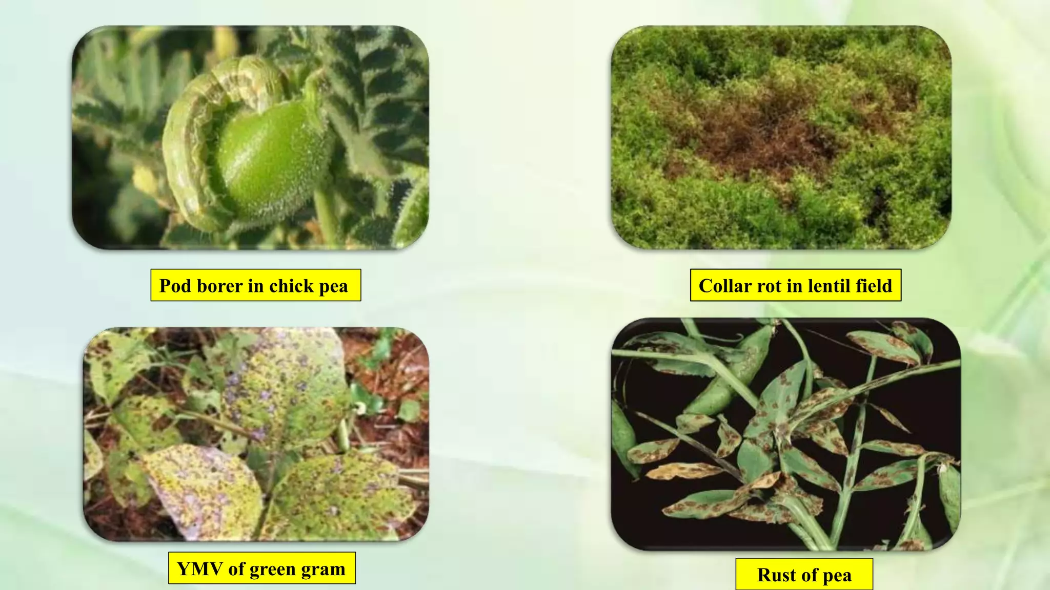 Pod borer in chick pea Collar rot in lentil field
YMV of green gram Rust of pea
 