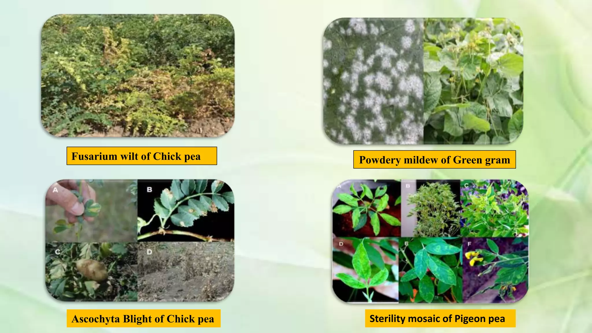 Fusarium wilt of Chick pea Powdery mildew of Green gram
Ascochyta Blight of Chick pea Sterility mosaic of Pigeon pea
 