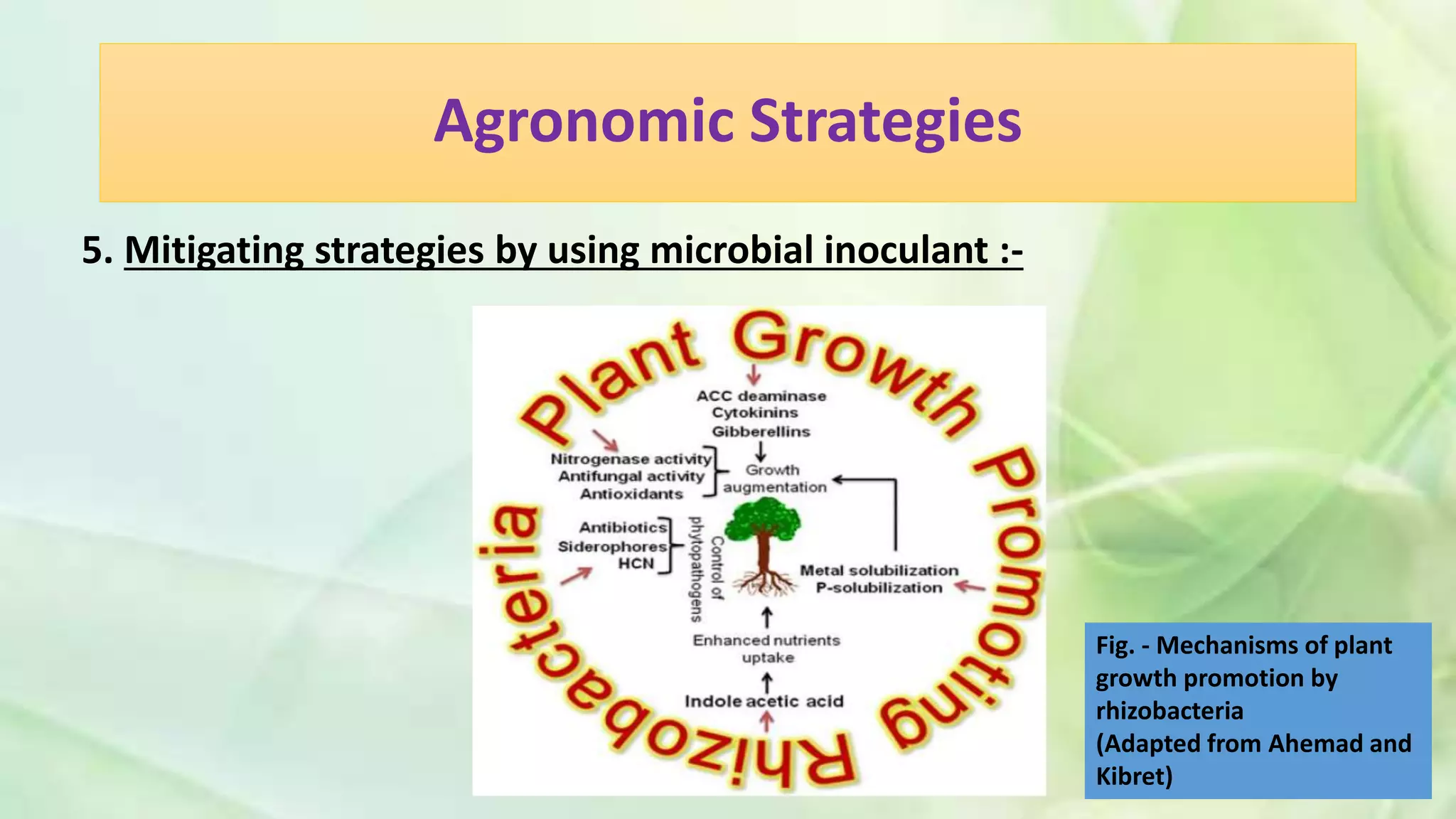 Agronomic Strategies
5. Mitigating strategies by using microbial inoculant :-
Fig. - Mechanisms of plant
growth promotion by
rhizobacteria
(Adapted from Ahemad and
Kibret)
 