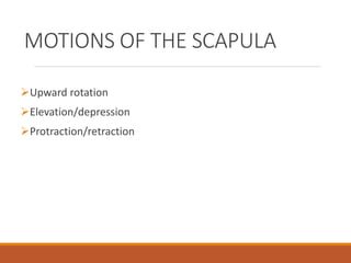 MOTIONS OF THE SCAPULA
Upward rotation
Elevation/depression
Protraction/retraction
 