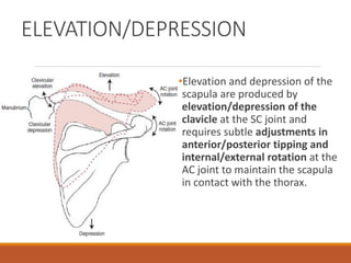 ELEVATION/DEPRESSION
•Elevation and depression of the
scapula are produced by
elevation/depression of the
clavicle at the SC joint and
requires subtle adjustments in
anterior/posterior tipping and
internal/external rotation at the
AC joint to maintain the scapula
in contact with the thorax.
 