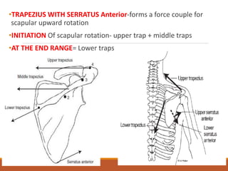 Infraspinatus, teres minor and
subscapularis
•These muscle function gradually increases from- 0-115 degrees
of elevation a...