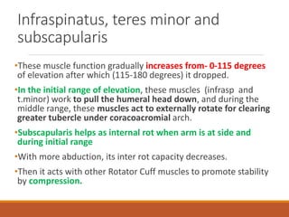Infraspinatus, teres minor and
subscapularis
•These muscle function gradually increases from- 0-115 degrees
of elevation after which (115-180 degrees) it dropped.
•In the initial range of elevation, these muscles (infrasp and
t.minor) work to pull the humeral head down, and during the
middle range, these muscles act to externally rotate for clearing
greater tubercle under coracoacromial arch.
•Subscapularis helps as internal rot when arm is at side and
during initial range
•With more abduction, its inter rot capacity decreases.
•Then it acts with other Rotator Cuff muscles to promote stability
by compression.
 