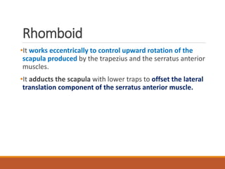 Rhomboid
•It works eccentrically to control upward rotation of the
scapula produced by the trapezius and the serratus anterior
muscles.
•It adducts the scapula with lower traps to offset the lateral
translation component of the serratus anterior muscle.
 
