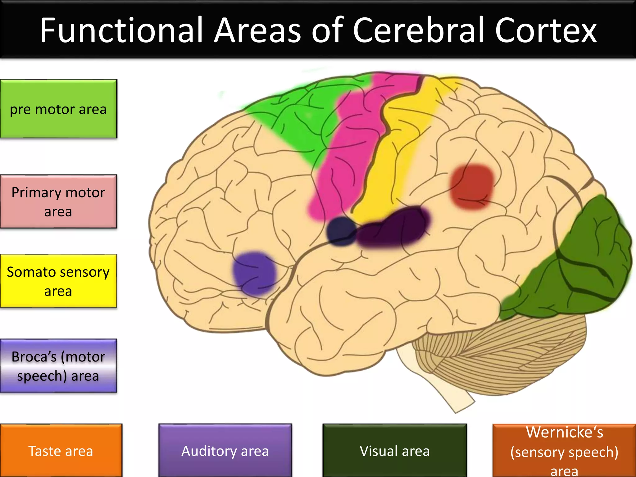 Functional Areas of Cerebral Cortex
Wernicke‘s
(sensory speech)
area
Auditory areaTaste area
pre motor area
Somato sensory
area
Broca’s (motor
speech) area
Primary motor
area
Visual area
 