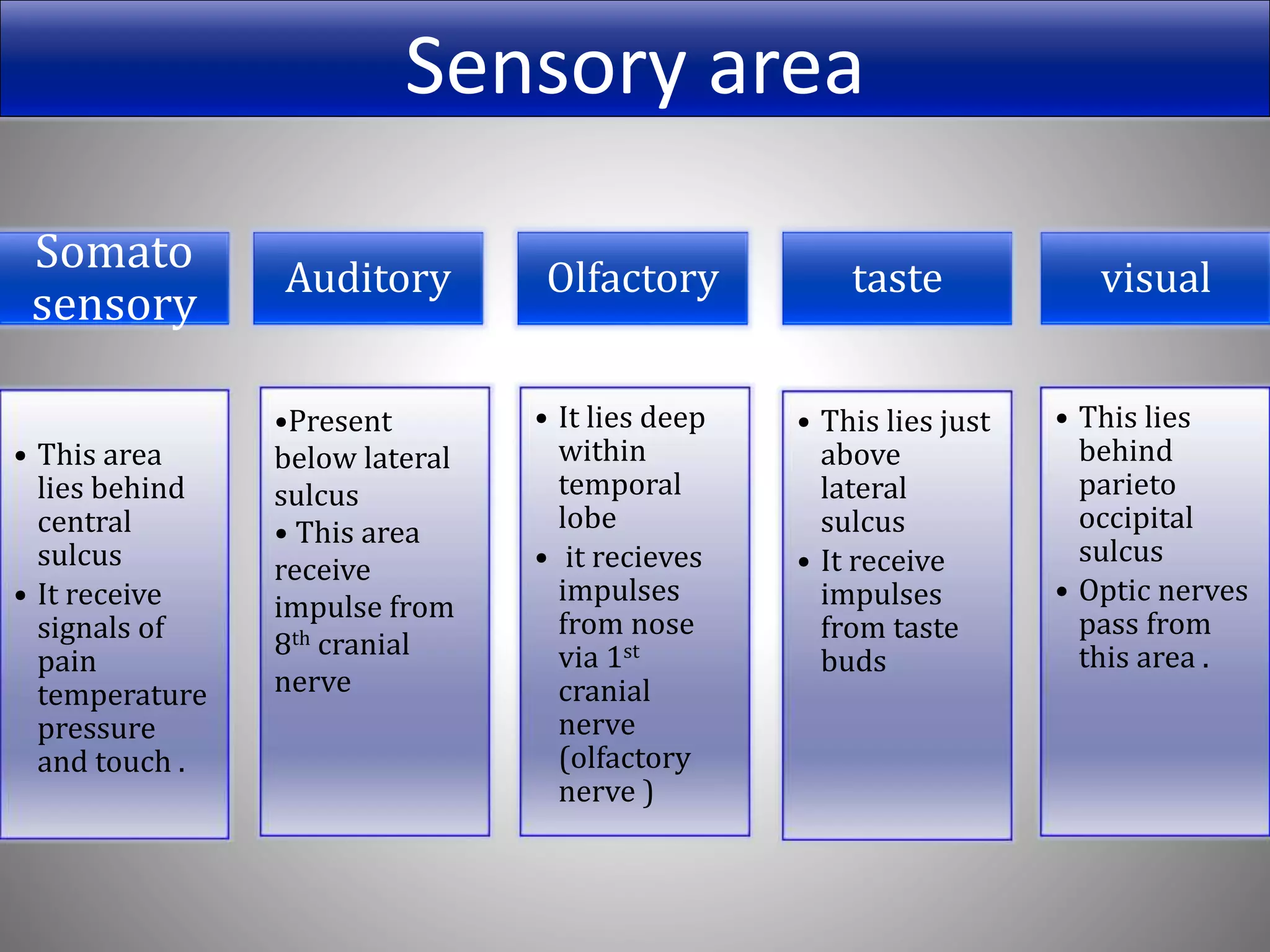 Somato
sensory
• This area
lies behind
central
sulcus
• It receive
signals of
pain
temperature
pressure
and touch .
Auditory
•Present
below lateral
sulcus
• This area
receive
impulse from
8th cranial
nerve
Olfactory
• It lies deep
within
temporal
lobe
• it recieves
impulses
from nose
via 1st
cranial
nerve
(olfactory
nerve )
taste
• This lies just
above
lateral
sulcus
• It receive
impulses
from taste
buds
visual
• This lies
behind
parieto
occipital
sulcus
• Optic nerves
pass from
this area .
Sensory area
 