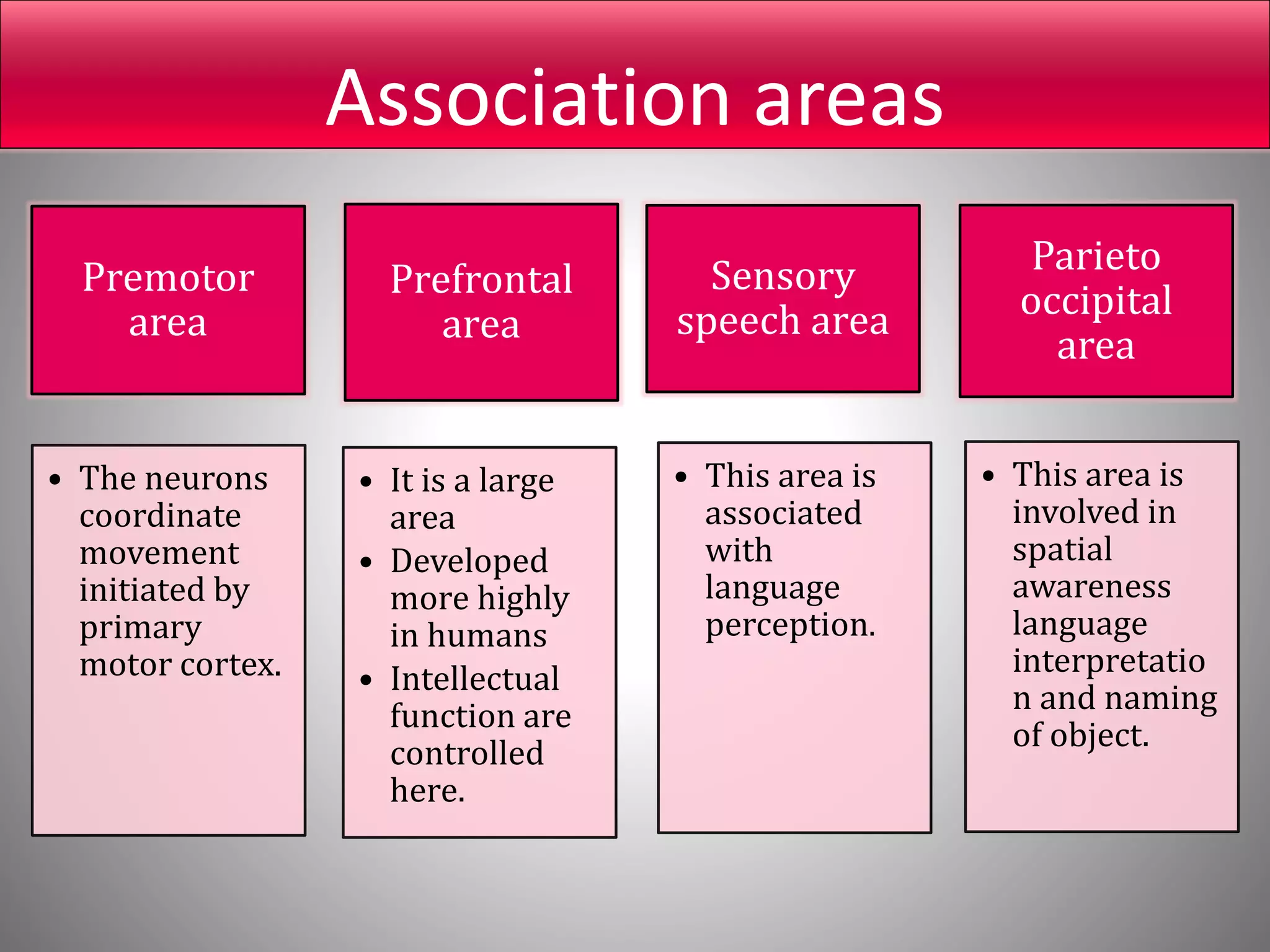 Association areas
Premotor
area
• The neurons
coordinate
movement
initiated by
primary
motor cortex.
Prefrontal
area
• It is a large
area
• Developed
more highly
in humans
• Intellectual
function are
controlled
here.
Sensory
speech area
• This area is
associated
with
language
perception.
Parieto
occipital
area
• This area is
involved in
spatial
awareness
language
interpretatio
n and naming
of object.
 