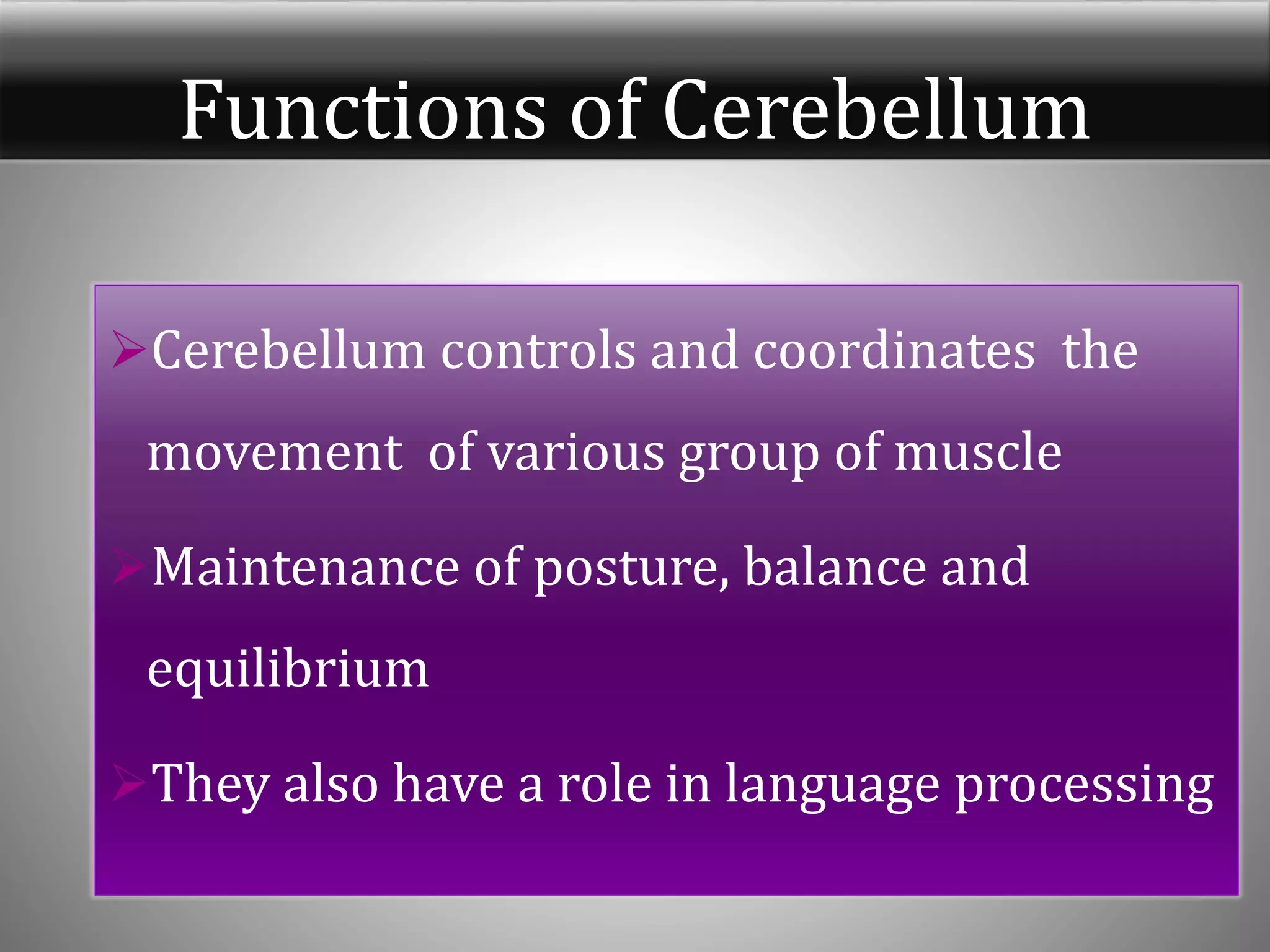 Functions of Cerebellum
Cerebellum controls and coordinates the
movement of various group of muscle
Maintenance of posture, balance and
equilibrium
They also have a role in language processing
 