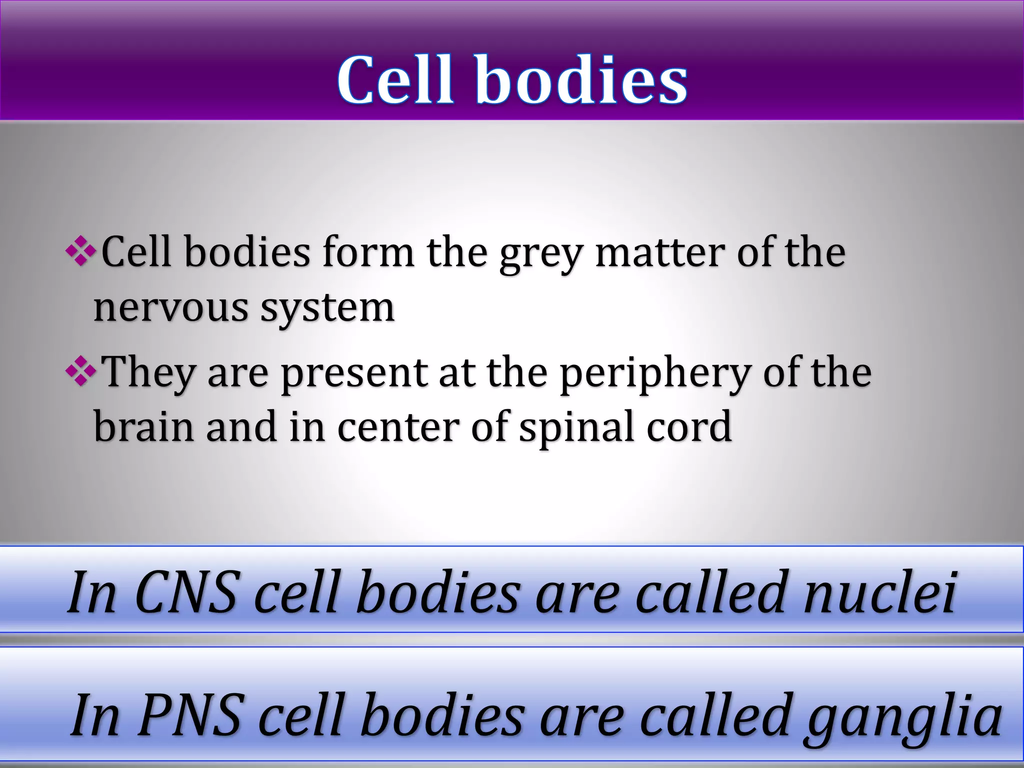 Cell bodies form the grey matter of the
nervous system
They are present at the periphery of the
brain and in center of spinal cord
In CNS cell bodies are called nuclei
In PNS cell bodies are called ganglia
 