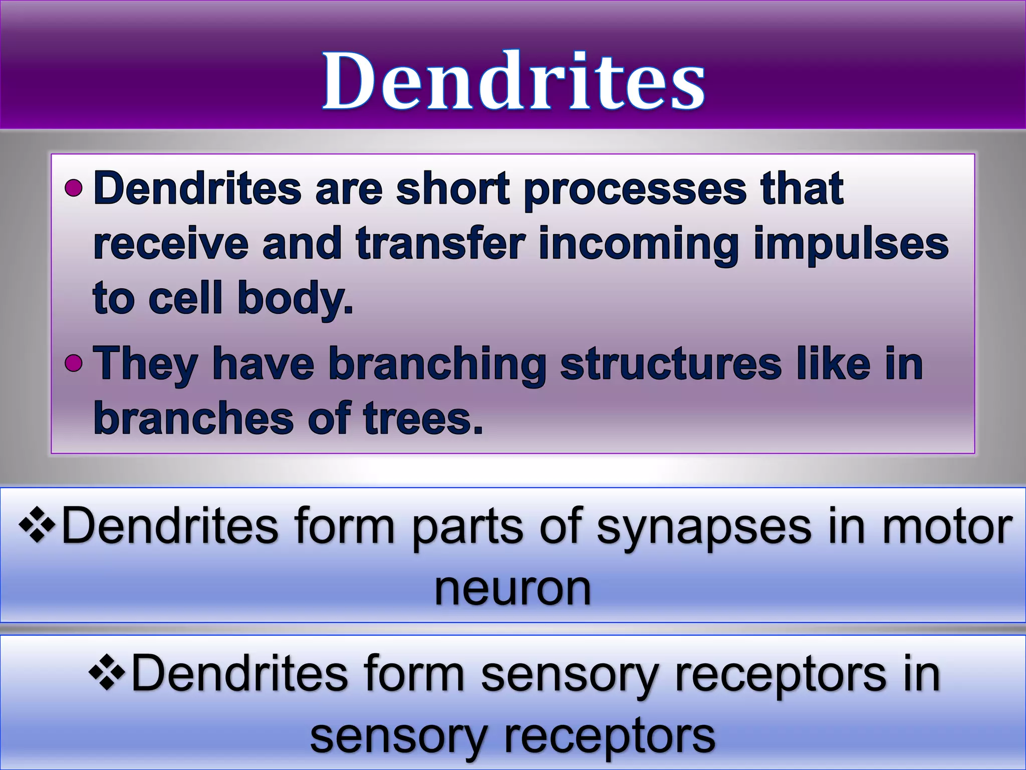 Dendrites form parts of synapses in motor
neuron
Dendrites form sensory receptors in
sensory receptors
 