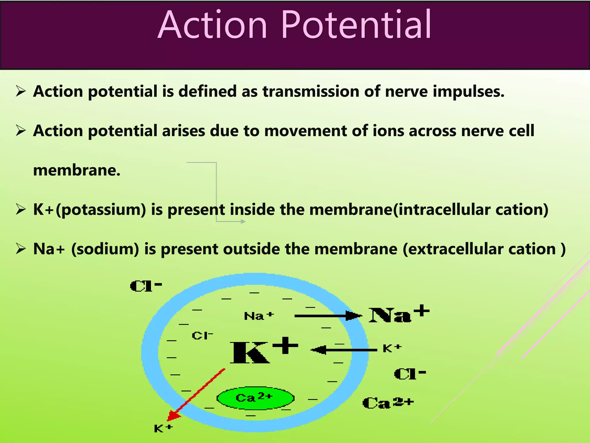 Action Potential
 Action potential is defined as transmission of nerve impulses.
 Action potential arises due to movement of ions across nerve cell
membrane.
 K+(potassium) is present inside the membrane(intracellular cation)
 Na+ (sodium) is present outside the membrane (extracellular cation )
 
