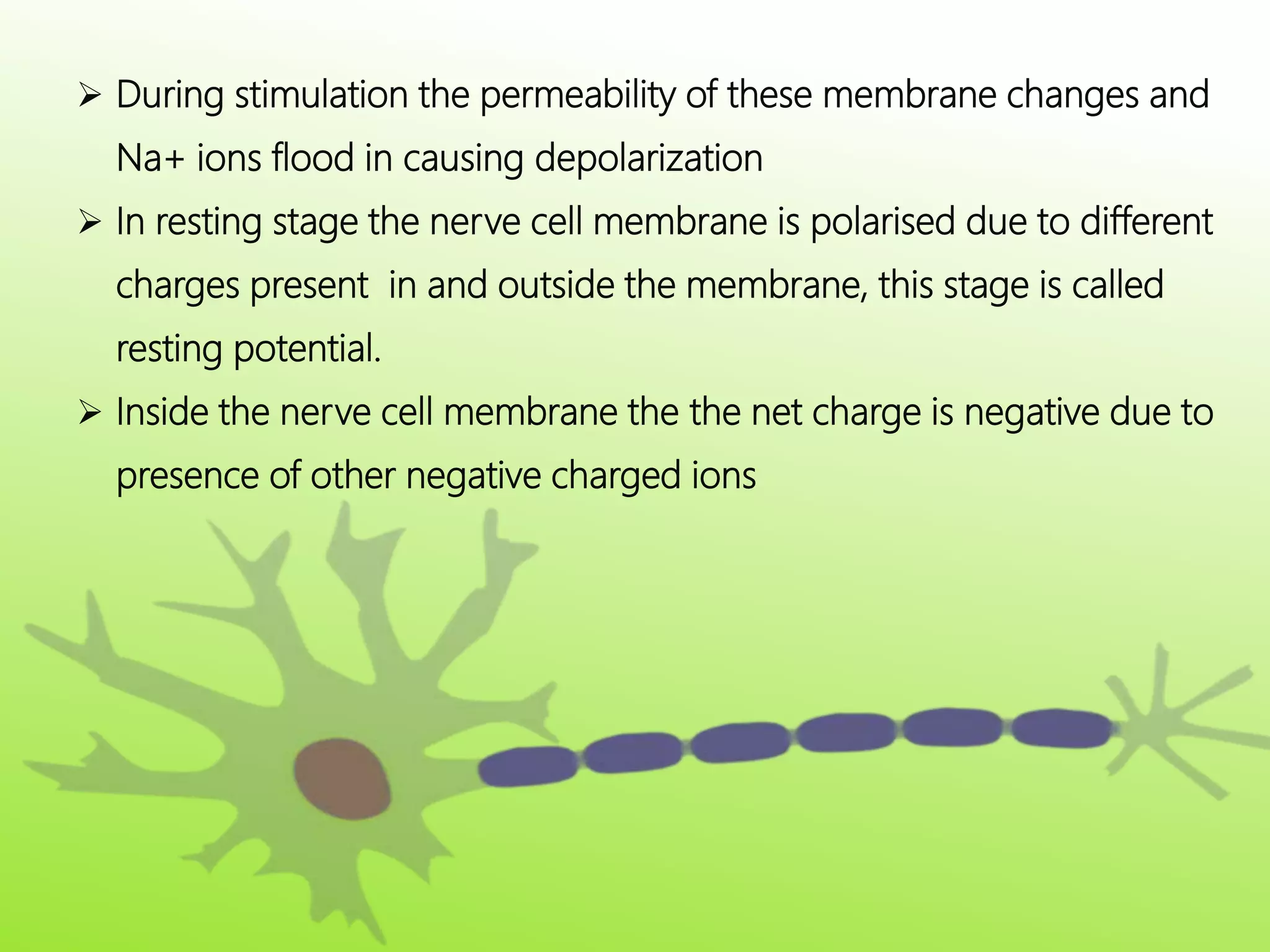  During stimulation the permeability of these membrane changes and
Na+ ions flood in causing depolarization
 In resting stage the nerve cell membrane is polarised due to different
charges present in and outside the membrane, this stage is called
resting potential.
 Inside the nerve cell membrane the the net charge is negative due to
presence of other negative charged ions
 