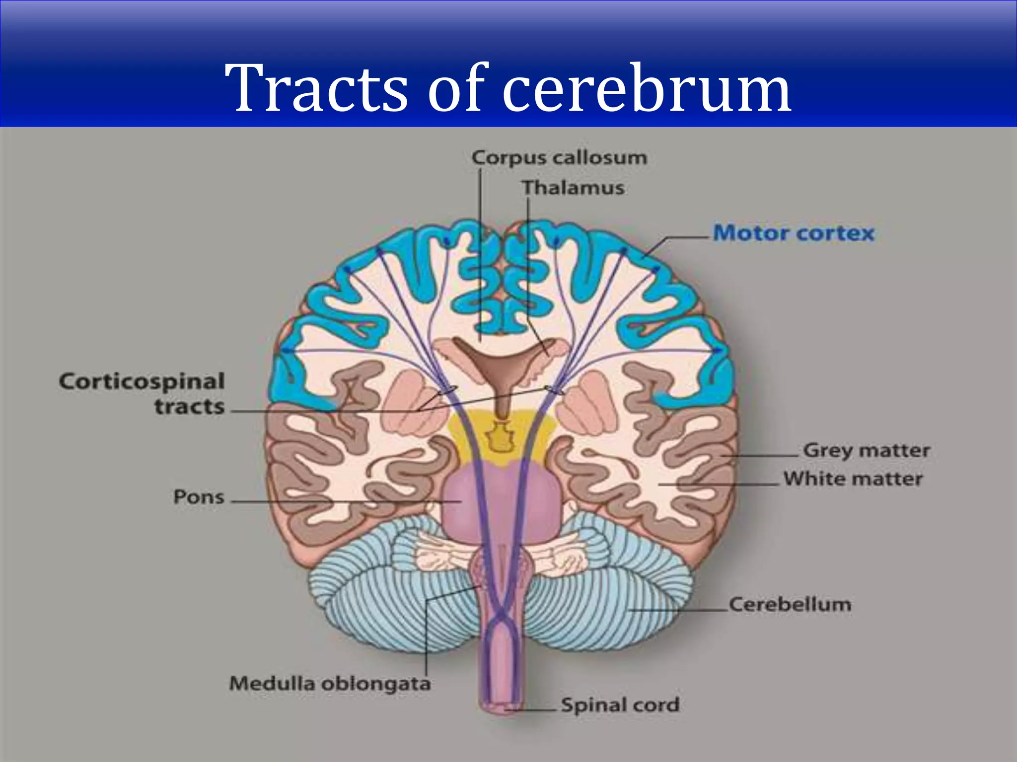 Tracts of cerebrum
 