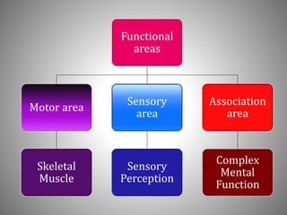 Functional
areas
Motor area
Skeletal
Muscle
Sensory
area
Sensory
Perception
Association
area
Complex
Mental
Function
 