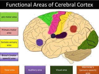 Functional Areas of Cerebral Cortex
Wernicke‘s
(sensory speech)
area
Auditory areaTaste area
pre motor area
Somato sensory
area
Broca’s (motor
speech) area
Primary motor
area
Visual area
 