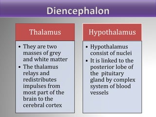 Thalamus
• They are two
masses of grey
and white matter
• The thalamus
relays and
redistributes
impulses from
most part of the
brain to the
cerebral cortex
Hypothalamus
• Hypothalamus
consist of nuclei
• It is linked to the
posterior lobe of
the pituitary
gland by complex
system of blood
vessels
Diencephalon
 