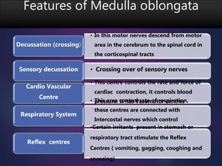Features of Medulla oblongata
• In this motor nerves descend from motor
area in the cerebrum to the spinal cord in
the corticospinal tracts
Decussation (crossing)
• Crossing over of sensory nervesSensory decussation
• This centre controls the rate and force of
cardiac contraction, it controls blood
pressure. It has Vasomotor centres
Cardio Vascular
Centre
• This area control rate of respiration,
these centres are connected with
Intercostal nerves which control
intercostal muscle
Respiratory System
•Certain irritants present in stomach or
respiratory tract stimulate the Reflex
Centres ( vomiting, gagging, coughing and
sneezing)
Reflex centres
 