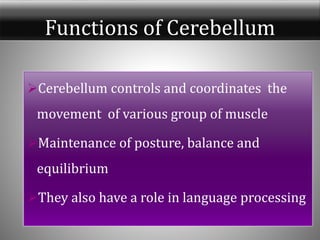 Functions of Cerebellum
Cerebellum controls and coordinates the
movement of various group of muscle
Maintenance of posture, balance and
equilibrium
They also have a role in language processing
 