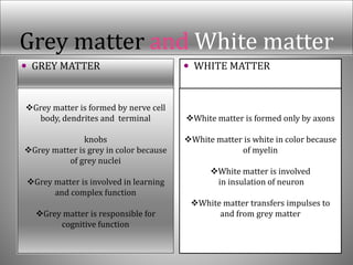 Grey matter and White matter
 GREY MATTER  WHITE MATTER
Grey matter is formed by nerve cell
body, dendrites and terminal
knobs
Grey matter is grey in color because
of grey nuclei
Grey matter is involved in learning
and complex function
Grey matter is responsible for
cognitive function
White matter is formed only by axons
White matter is white in color because
of myelin
White matter is involved
in insulation of neuron
White matter transfers impulses to
and from grey matter
 