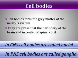 Cell bodies form the grey matter of the
nervous system
They are present at the periphery of the
brain and in center of spinal cord
In CNS cell bodies are called nuclei
In PNS cell bodies are called ganglia
 