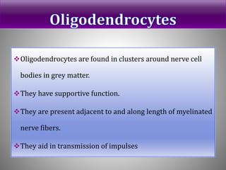 Oligodendrocytes are found in clusters around nerve cell
bodies in grey matter.
They have supportive function.
They are present adjacent to and along length of myelinated
nerve fibers.
They aid in transmission of impulses
 