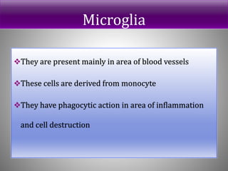 Microglia
They are present mainly in area of blood vessels
These cells are derived from monocyte
They have phagocytic action in area of inflammation
and cell destruction
 