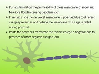  During stimulation the permeability of these membrane changes and
Na+ ions flood in causing depolarization
 In resting stage the nerve cell membrane is polarised due to different
charges present in and outside the membrane, this stage is called
resting potential.
 Inside the nerve cell membrane the the net charge is negative due to
presence of other negative charged ions
 