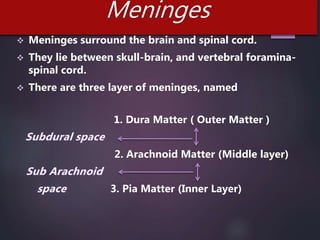 Meninges
 Meninges surround the brain and spinal cord.
 They lie between skull-brain, and vertebral foramina-
spinal cord.
 There are three layer of meninges, named
1. Dura Matter ( Outer Matter )
2. Arachnoid Matter (Middle layer)
3. Pia Matter (Inner Layer)
 