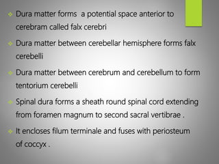 Dura matter forms a potential space anterior to
cerebram called falx cerebri
 Dura matter between cerebellar hemisphere forms falx
cerebelli
 Dura matter between cerebrum and cerebellum to form
tentorium cerebelli
 Spinal dura forms a sheath round spinal cord extending
from foramen magnum to second sacral vertibrae .
 It encloses filum terminale and fuses with periosteum
of coccyx .
 