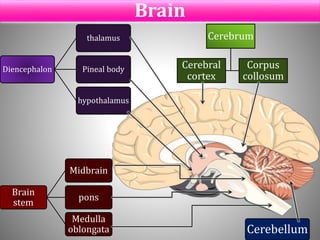 Brain
Cerebrum
Cerebral
cortex
Corpus
collosum
Diencephalon
thalamus
Pineal body
hypothalamus
Brain
stem
Midbrain
pons
Medulla
oblongata Cerebellum
 