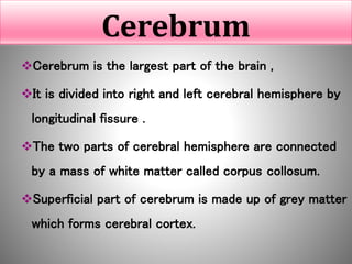 Cerebrum
Cerebrum is the largest part of the brain ,
It is divided into right and left cerebral hemisphere by
longitudinal fissure .
The two parts of cerebral hemisphere are connected
by a mass of white matter called corpus collosum.
Superficial part of cerebrum is made up of grey matter
which forms cerebral cortex.
 