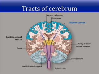 Tracts of cerebrum
 
