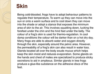 Skin
Being cold-blooded, frogs have to adopt behaviour patterns to
regulate their temperature. To warm up they can move into the
sun or onto a warm surface and to cool down they can move
into the shade or adopt a stance that exposes the minimum
area of skin to the air. This involves squatting down, tucking the
forefeet under the chin and the hind feet under the belly. The
colour of a frog's skin is used for thermo-regulation. In cool
damp conditions the colour will be darker than on a hot dry day.
Many frogs are able to absorb water and oxygen directly
through the skin, especially around the pelvic area. However,
the permeability of a frog's skin can also result in water loss.
Glands located all over the body exude mucus which helps
keep the skin moist and reduces evaporation. Some glands on
the hands and chest of males are specialized to produce sticky
secretions to aid in amplexus. Similar glands in tree frogs
produce a glue-like substance on the adhesive discs of the
feet.
 