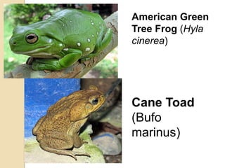 American Green
Tree Frog (Hyla
cinerea)




Cane Toad
(Bufo
marinus)
 