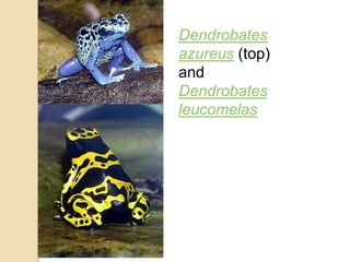 Dendrobates
azureus (top)
and
Dendrobates
leucomelas
 