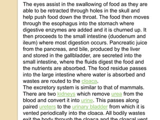 The eyes assist in the swallowing of food as they are
able to be retracted through holes in the skull and
help push food down the throat. The food then moves
through the esophagus into the stomach where
digestive enzymes are added and it is churned up. It
then proceeds to the small intestine (duodenum and
ileum) where most digestion occurs. Pancreatic juice
from the pancreas, and bile, produced by the liver
and stored in the gallbladder, are secreted into the
small intestine, where the fluids digest the food and
the nutrients are absorbed. The food residue passes
into the large intestine where water is absorbed and
wastes are routed to the cloaca.
The excretory system is similar to that of mammals.
There are two kidneys which remove urea from the
blood and convert it into urine. This passes along
paired ureters to the urinary bladder from which it is
vented periodically into the cloaca. All bodily wastes
 