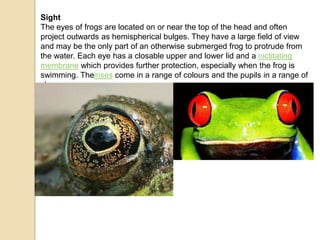 Sight
The eyes of frogs are located on or near the top of the head and often
project outwards as hemispherical bulges. They have a large field of view
and may be the only part of an otherwise submerged frog to protrude from
the water. Each eye has a closable upper and lower lid and a nictitating
membrane which provides further protection, especially when the frog is
swimming. Theirises come in a range of colours and the pupils in a range of
shapes.
 