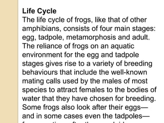 Life Cycle
The life cycle of frogs, like that of other
amphibians, consists of four main stages:
egg, tadpole, metamorphosis and adult.
The reliance of frogs on an aquatic
environment for the egg and tadpole
stages gives rise to a variety of breeding
behaviours that include the well-known
mating calls used by the males of most
species to attract females to the bodies of
water that they have chosen for breeding.
Some frogs also look after their eggs—
and in some cases even the tadpoles—
 