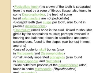 •Pedicellate teeth (the crown of the teeth is separated
from the root by a zone of fibrous tissue; also found in
some Dissorophoidea; the teeth of some
fossil salamanders are not pedicellate)
•Bicuspid teeth (two cusps per tooth, also found in
juvenile dissorophoids)
•Operculum (small bone in the skull, linked to shoulder
girdle by the opercularis muscle; perhaps involved in
hearing and balance; absent in caecilians and some
salamanders, fused to the stapes (ear bones) in most
anurans)
•Loss of posterior skull bones (also
in Microsauria and Dissorophoidea)
•Small, widely separated pterygoids (also found
in Temnospondyli and Nectridea)
•Wide cultriform process of the parasphenoid (also
found in some Microsauria (Rhynchonchos)
 