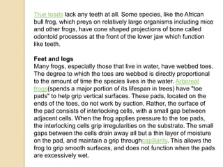 True toads lack any teeth at all. Some species, like the African
bull frog, which preys on relatively large organisms including mice
and other frogs, have cone shaped projections of bone called
odontoid processes at the front of the lower jaw which function
like teeth.

Feet and legs
Many frogs, especially those that live in water, have webbed toes.
The degree to which the toes are webbed is directly proportional
to the amount of time the species lives in the water. Arboreal
frogs(spends a major portion of its lifespan in trees) have "toe
pads" to help grip vertical surfaces. These pads, located on the
ends of the toes, do not work by suction. Rather, the surface of
the pad consists of interlocking cells, with a small gap between
adjacent cells. When the frog applies pressure to the toe pads,
the interlocking cells grip irregularities on the substrate. The small
gaps between the cells drain away all but a thin layer of moisture
on the pad, and maintain a grip throughcapillarity. This allows the
frog to grip smooth surfaces, and does not function when the pads
are excessively wet.
 