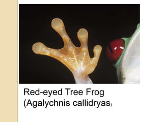 Red-eyed Tree Frog
(Agalychnis callidryas)
 