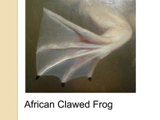 African Clawed Frog
 