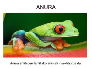 ANURA
Anura anfibioen familiako animali insektiboroa da.
 